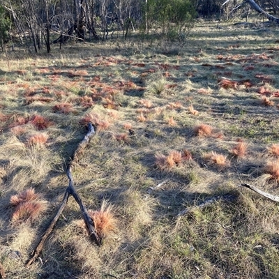 Nassella trichotoma (Serrated Tussock) at Hackett, ACT - 2 Nov 2024 by waltraud