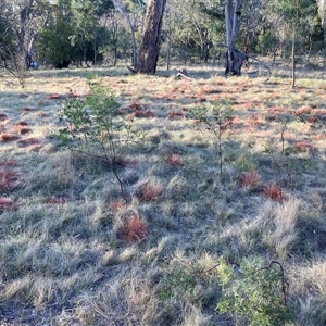 Nassella trichotoma at Hackett, ACT - 2 Nov 2024