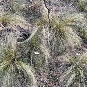 Nassella trichotoma at Hackett, ACT - 2 Nov 2024