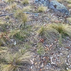 Nassella trichotoma at Hackett, ACT - 2 Nov 2024