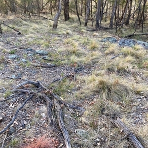 Nassella trichotoma at Hackett, ACT - 2 Nov 2024