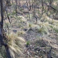 Nassella trichotoma at Hackett, ACT - 2 Nov 2024