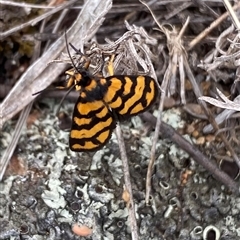 Asura lydia (Lydia Lichen Moth) at Theodore, ACT - 3 Nov 2024 by Shazw