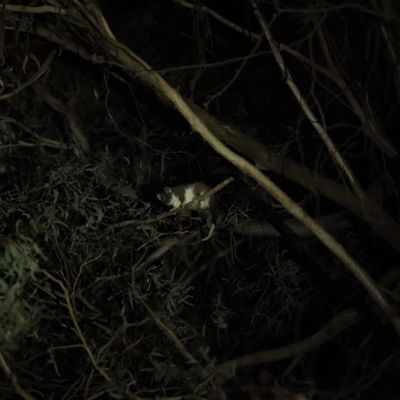 Pseudocheirus peregrinus (Common Ringtail Possum) at Uriarra Village, ACT - 2 Nov 2024 by RangerRiley