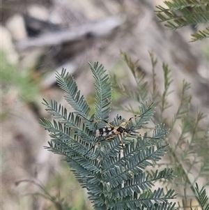 Gynoplistia (Gynoplistia) bella at Bungendore, NSW - 2 Nov 2024