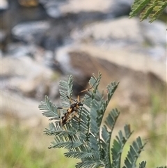 Gynoplistia (Gynoplistia) bella at Bungendore, NSW - suppressed