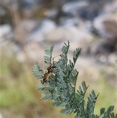 Gynoplistia (Gynoplistia) bella at Bungendore, NSW - suppressed