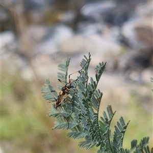 Gynoplistia (Gynoplistia) bella at Bungendore, NSW - 2 Nov 2024