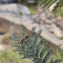 Gynoplistia (Gynoplistia) bella at Bungendore, NSW - suppressed