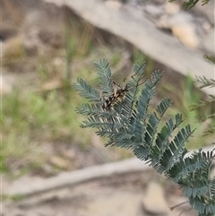 Gynoplistia (Gynoplistia) bella at Bungendore, NSW - 2 Nov 2024