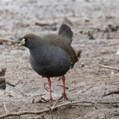 Tribonyx ventralis (Black-tailed Native-hen) at Throsby, ACT - 3 Nov 2024 by rawshorty