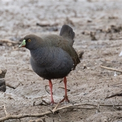 Tribonyx ventralis (Black-tailed Nativehen) at Throsby, ACT - 3 Nov 2024 by rawshorty