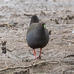 Tribonyx ventralis at Throsby, ACT - 3 Nov 2024