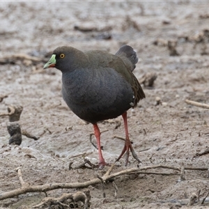 Tribonyx ventralis at Throsby, ACT - 3 Nov 2024