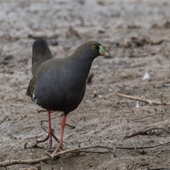 Tribonyx ventralis at Throsby, ACT - 3 Nov 2024