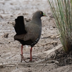 Tribonyx ventralis at Throsby, ACT - 3 Nov 2024