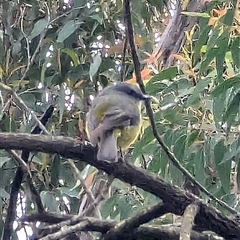 Eopsaltria australis (Eastern Yellow Robin) at Blackheath, NSW - 2 Nov 2024 by MandyandScott