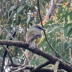 Eopsaltria australis at Blackheath, NSW - 2 Nov 2024