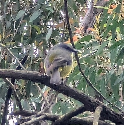 Eopsaltria australis (Eastern Yellow Robin) at Blackheath, NSW - 2 Nov 2024 by MandyandScott