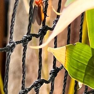 Bibio imitator at Macquarie, ACT - 3 Nov 2024 09:43 AM