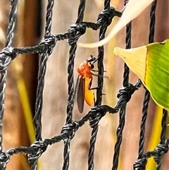 Bibio imitator at Macquarie, ACT - 3 Nov 2024 09:43 AM