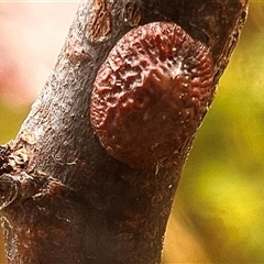 Coccidae sp. (family) (Unidentified coccid scale insect) at Macquarie, ACT - 23 Oct 2024 by MikiDee