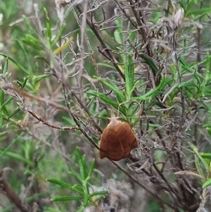 Tortricopsis uncinella at Bungendore, NSW - suppressed