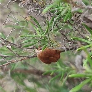 Tortricopsis uncinella at Bungendore, NSW - suppressed