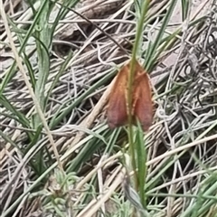 Tortricopsis uncinella at Bungendore, NSW - suppressed