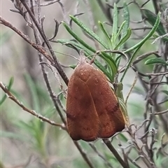 Tortricopsis uncinella at Bungendore, NSW - suppressed