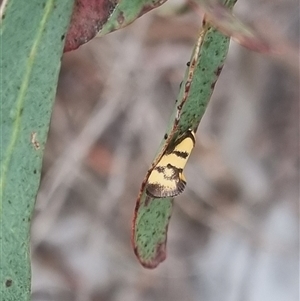 Olbonoma triptycha at Bungendore, NSW - suppressed