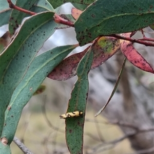 Olbonoma triptycha at Bungendore, NSW - suppressed