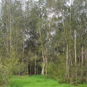 Casuarina glauca at Shark Creek, NSW by Topwood