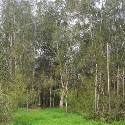 Casuarina glauca at Shark Creek, NSW - 2 Nov 2024 by Topwood