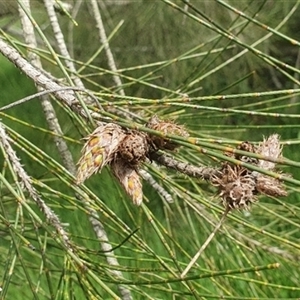 Unverified at suppressed - suppressed