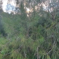 Unverified at suppressed - suppressed