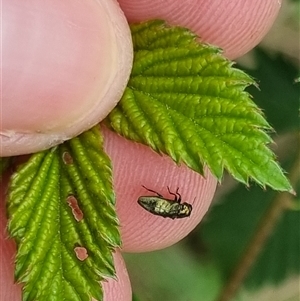 Aaaaba fossicollis at Bungendore, NSW - 2 Nov 2024