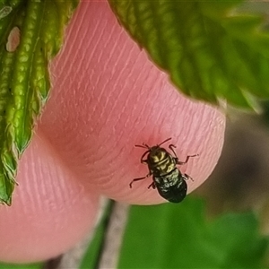 Aaaaba fossicollis at Bungendore, NSW - 2 Nov 2024