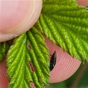 Aaaaba fossicollis at Bungendore, NSW - 2 Nov 2024