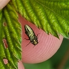 Aaaaba fossicollis at Bungendore, NSW - 2 Nov 2024