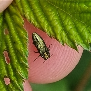 Aaaaba fossicollis at Bungendore, NSW - 2 Nov 2024