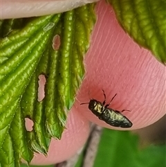 Aaaaba fossicollis at Bungendore, NSW - 2 Nov 2024