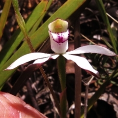 Caladenia moschata (Musky Caps) at Mount Clear, ACT - 1 Nov 2024 by JohnBundock