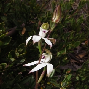 Caladenia moschata at Mount Clear, ACT - 1 Nov 2024