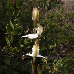 Caladenia moschata at Mount Clear, ACT - 1 Nov 2024