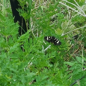 Phalaenoides tristifica at Bungendore, NSW - suppressed