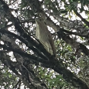 Nycticorax caledonicus at Shark Creek, NSW - 31 Oct 2024 06:21 PM