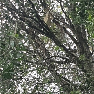 Nycticorax caledonicus at Shark Creek, NSW - 31 Oct 2024