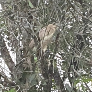 Nycticorax caledonicus at Shark Creek, NSW - 31 Oct 2024