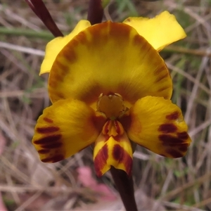 Diuris semilunulata at Paddys River, ACT - suppressed